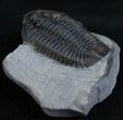 Inch Calymene Niagarensis Trilobite #2137-3